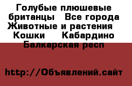 Голубые плюшевые британцы - Все города Животные и растения » Кошки   . Кабардино-Балкарская респ.